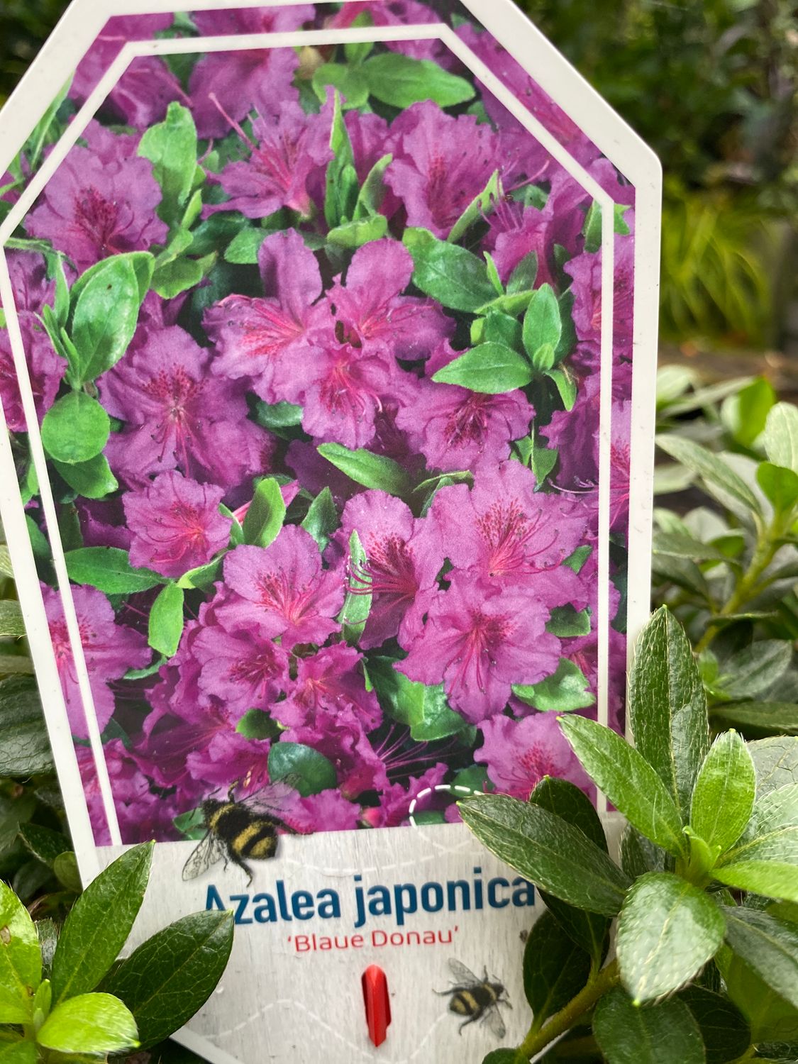 Azalea Blaue Donau