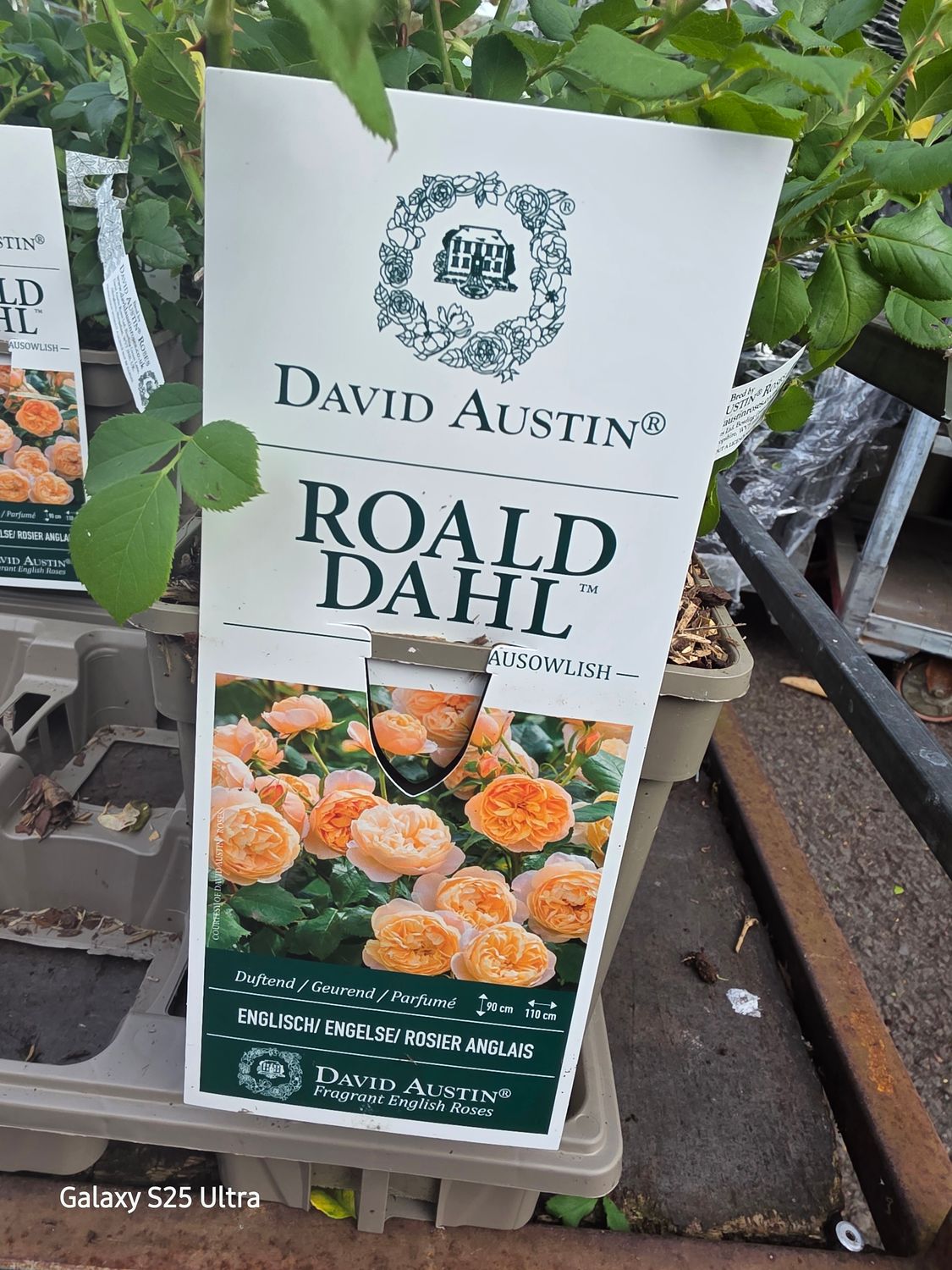 David Austin &quot; Roald Dahl&quot;