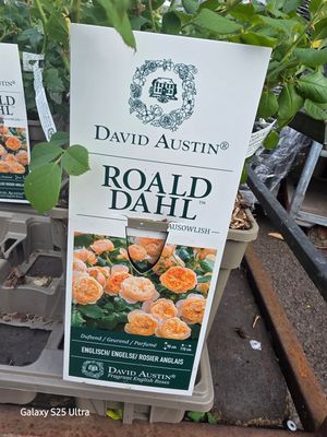David Austin " Roald Dahl"