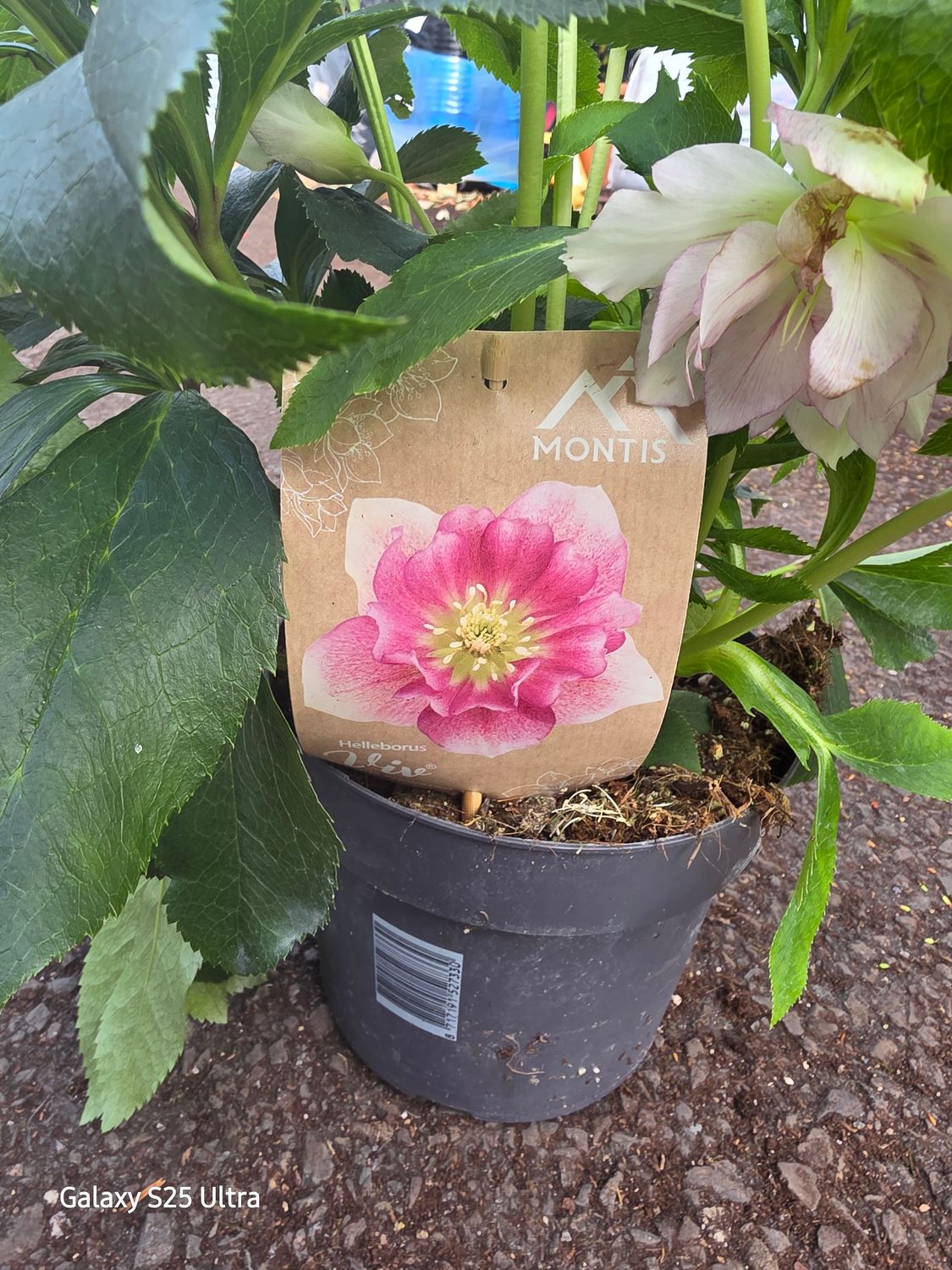 Helleborus Susan HELLEBORUS SUSAN ..tough perennial for winter spring flowering. Good in pots or beds ..they love semi shade . Extra strong plants . Winter hardy and last for years .