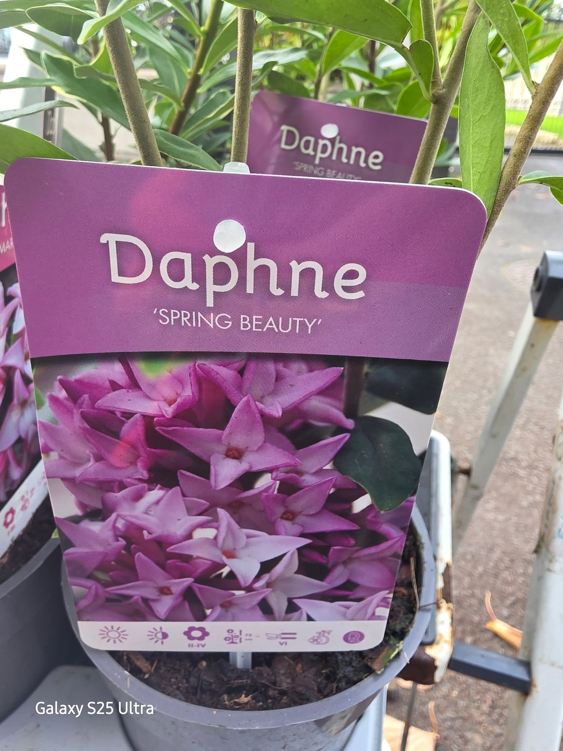 Daphne &quot;Spring Beauty&quot;