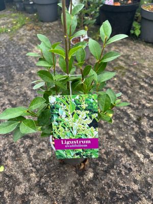 GREEN PRIVET Oval Leaf