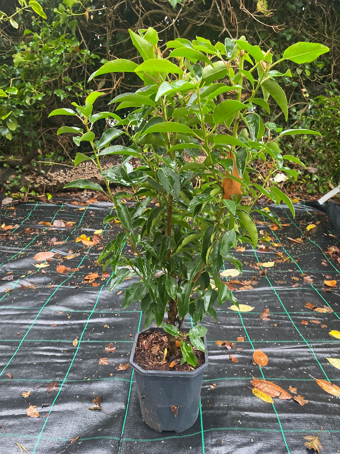 Prunus Lusitanica Portuguese Laurel 2ft