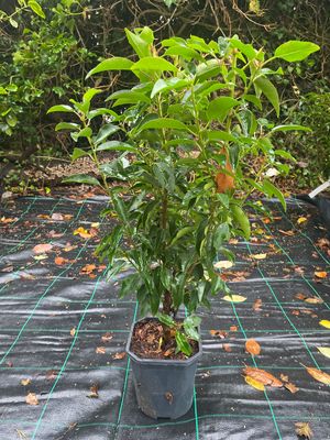 Prunus Lusitanica Portuguese Laurel 2ft