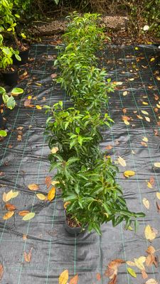 Laurel Prunus Lusitanica Portuguese Laurel 2ft