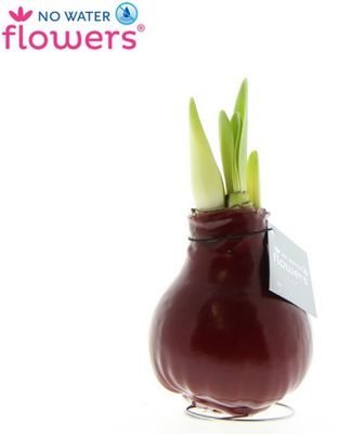 Waxed Amaryllis Bulb BORDEAUX 2 STEM.. Enormous Flowers Amaryllis In Wax No Soil Or Water. DUE TO DEMAND PLEASE ALLOW 14 DAYS FOR DELIVERY​​