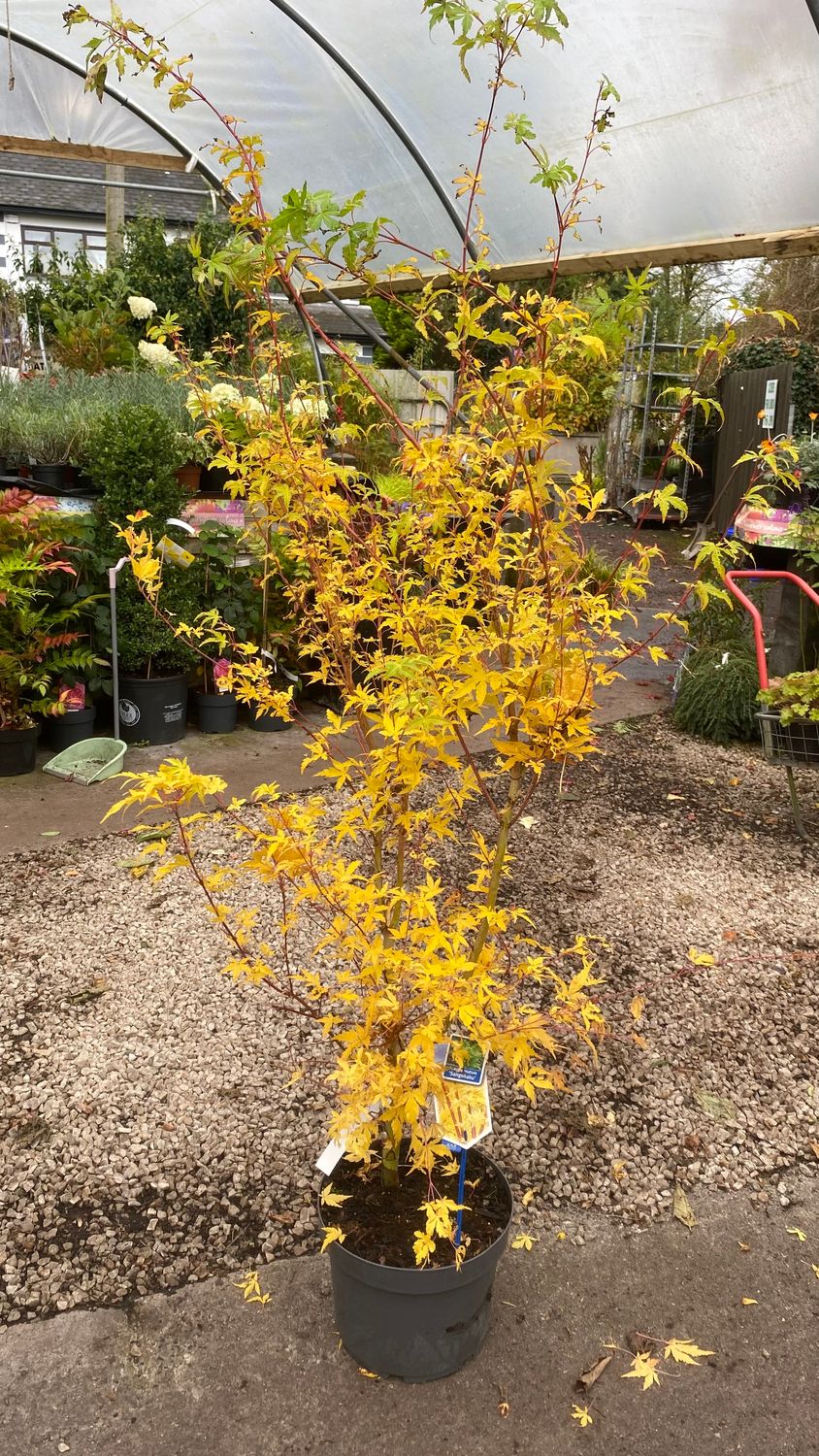 Acer Palmatum Sangokaku