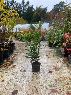 Laurel Caucasia Hedging strong plants 3ft dark leaf