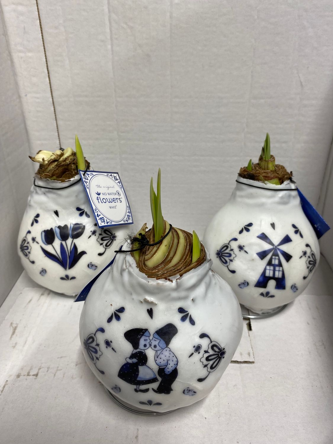 1 Waxed Amaryllis -Delft Blue /White. (MEDIUM SIZE) Amaryllis In Wax No Soil or water needed stand in place and wait for enormous flowers .No Water Flowers RED delay