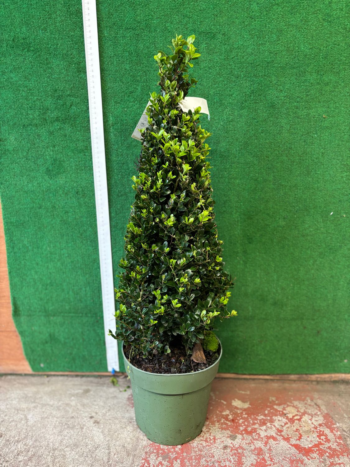 Holly Box Jenny Cone