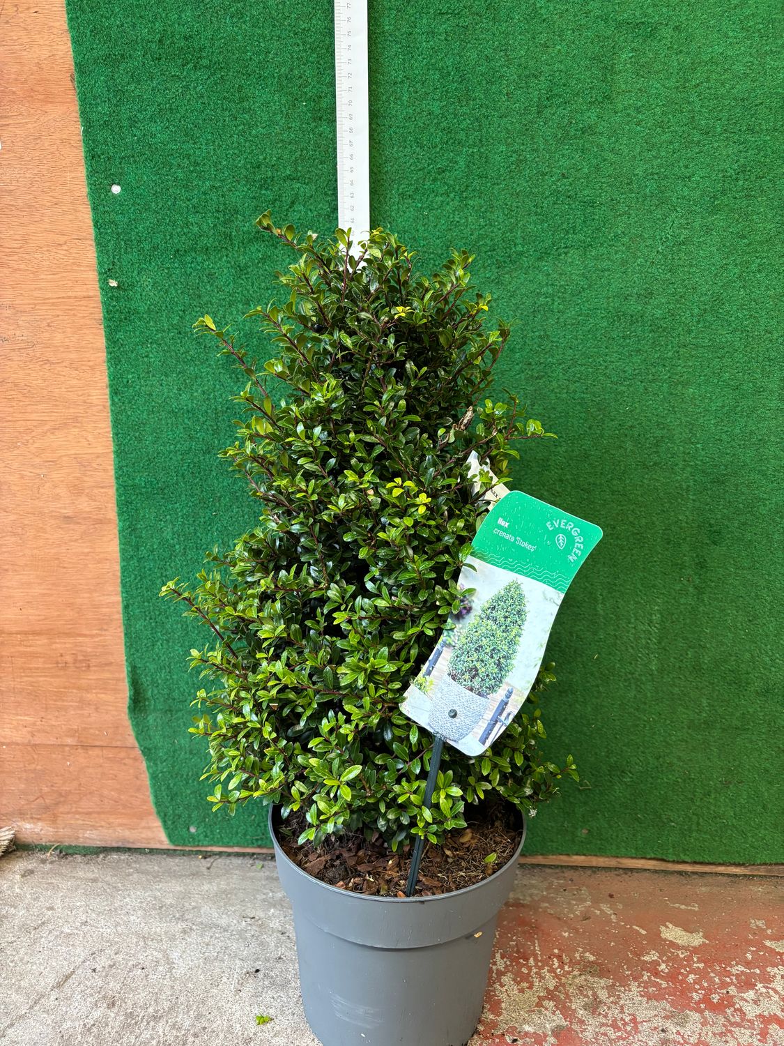 Holly Box Stokes Pyramid