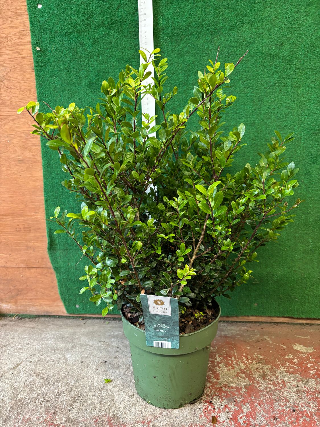 Holly Box Jenny Bush Hollybox