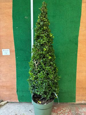 Holly Box Pyramid (EXTRA LARGE) Hollybox