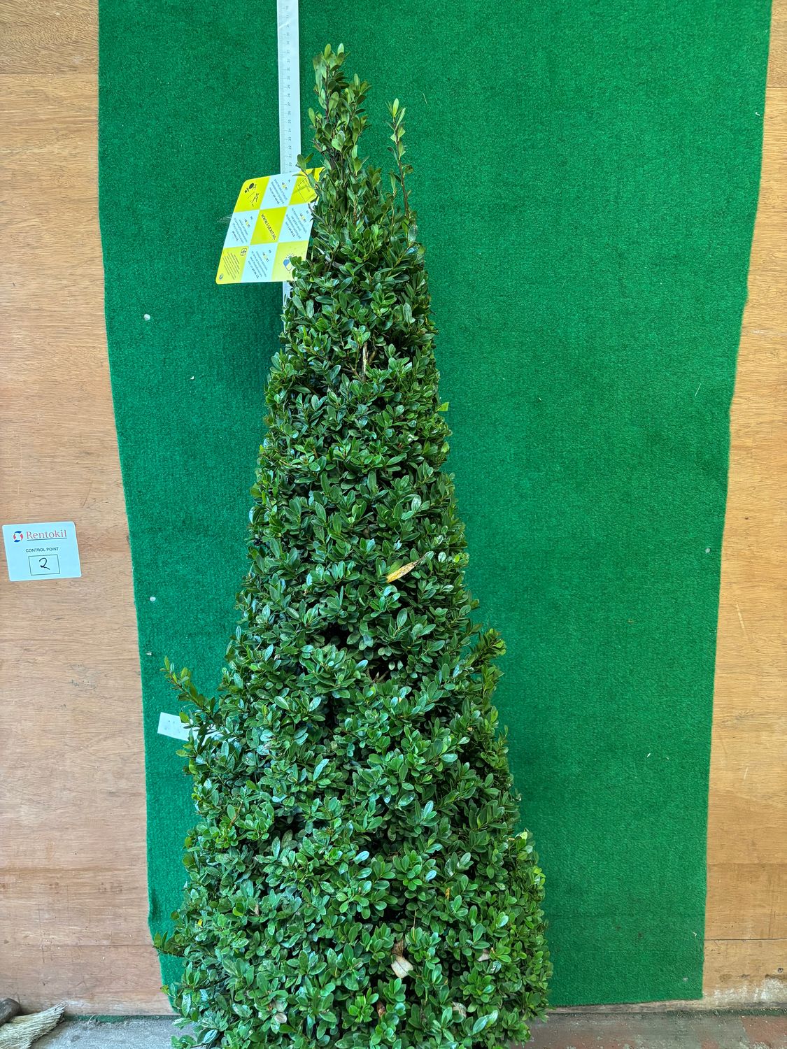 Holly Box Dark Green Pyramid Hollybox