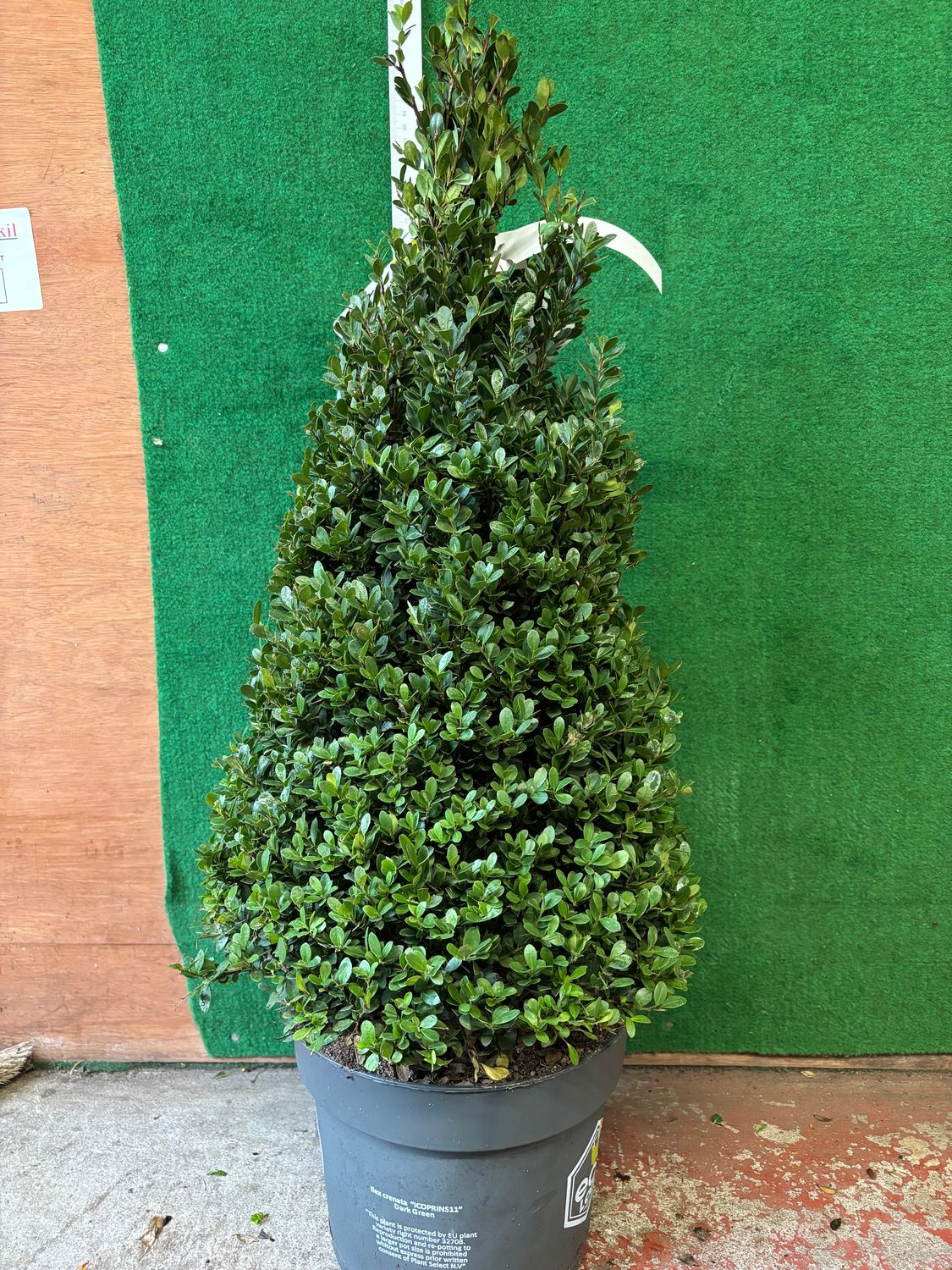 Holly Box Dark Green Pyramid