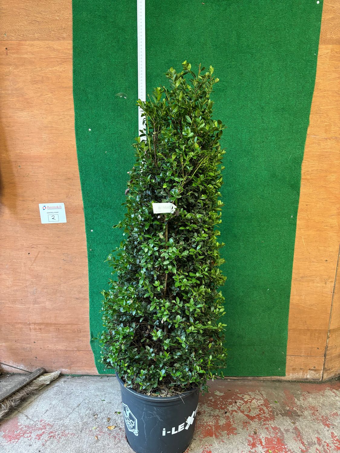 Holly Box Dark Green Pyramid Hollybox