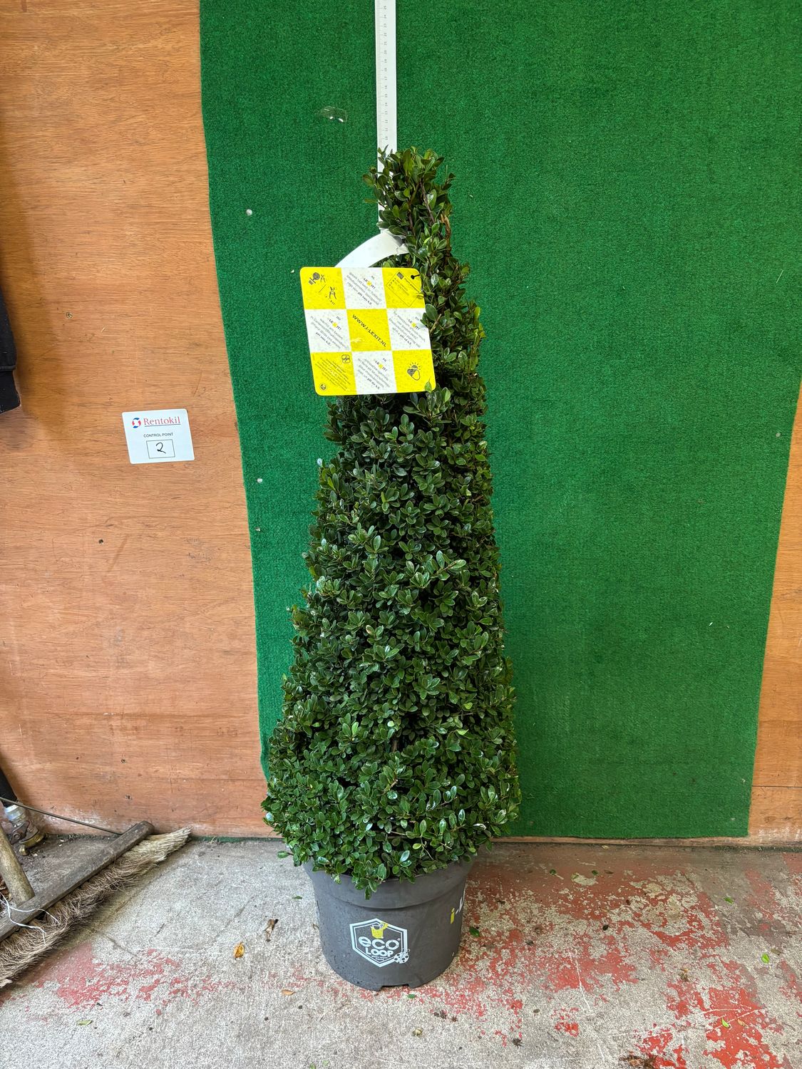 Holly Box Dark Green Pyramid