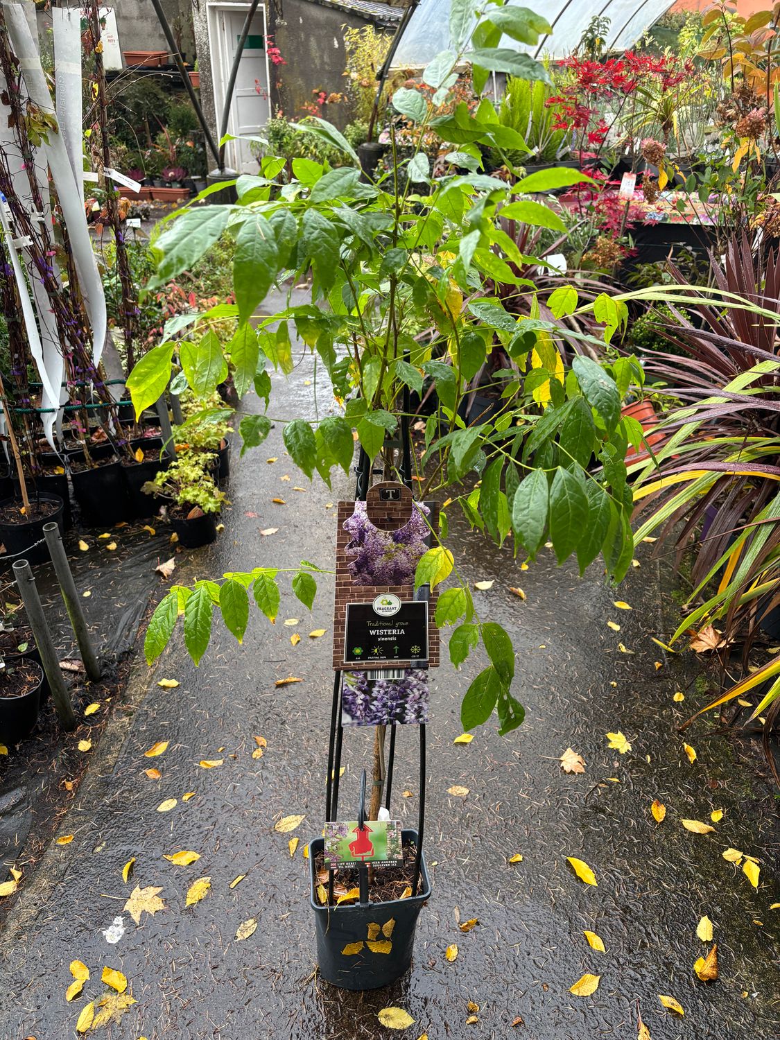 Wisteria Sinesis Deep Purple