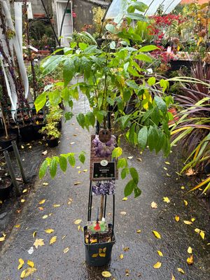 Wisteria Sinesis Deep Purple