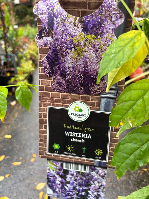 Wisteria Sinesis Deep Purple