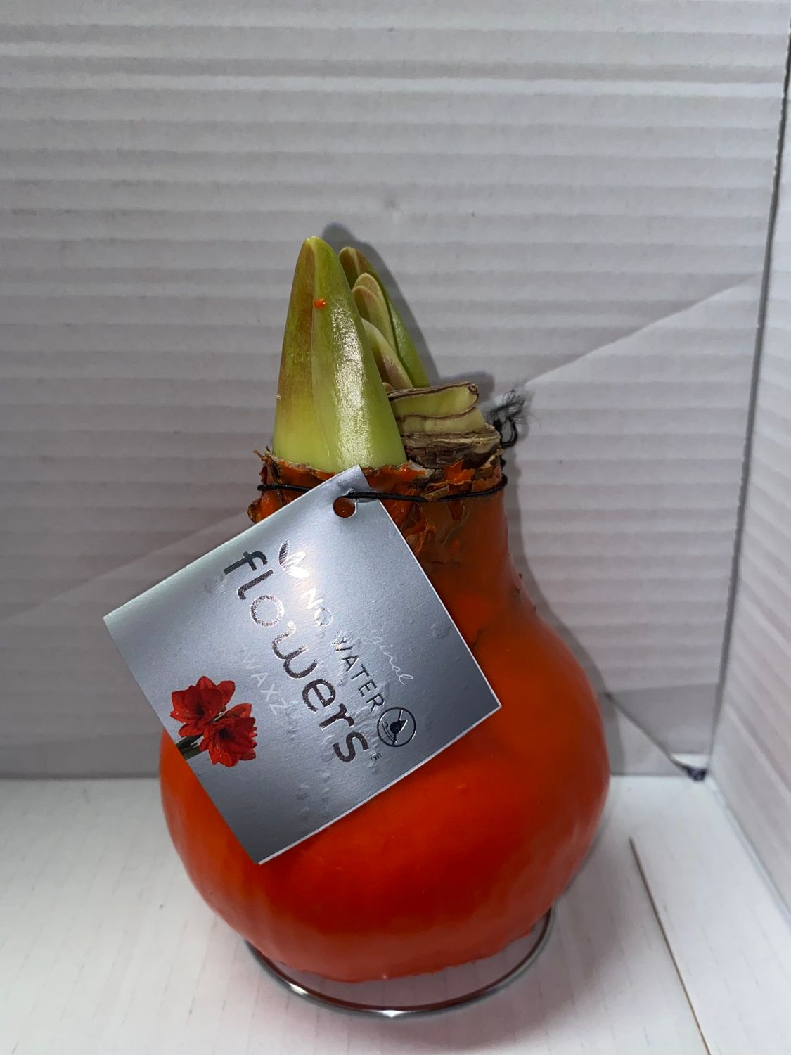 Waxed Amaryllis Bulb ORANGE Amaryllis In . Enormous Flowers Amaryllis In Wax No Soil Or Water. DUE TO DEMAND PLEASE ALLOW 14 DAYS FOR DELIVERY