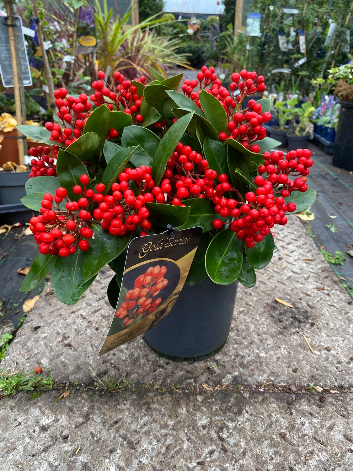 Skimmia Olympic Flame