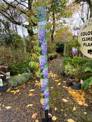 Wisteria frut. &#39;Amethyst Falls&#39;