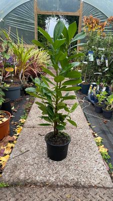 Laurel hedging 3ft bushy