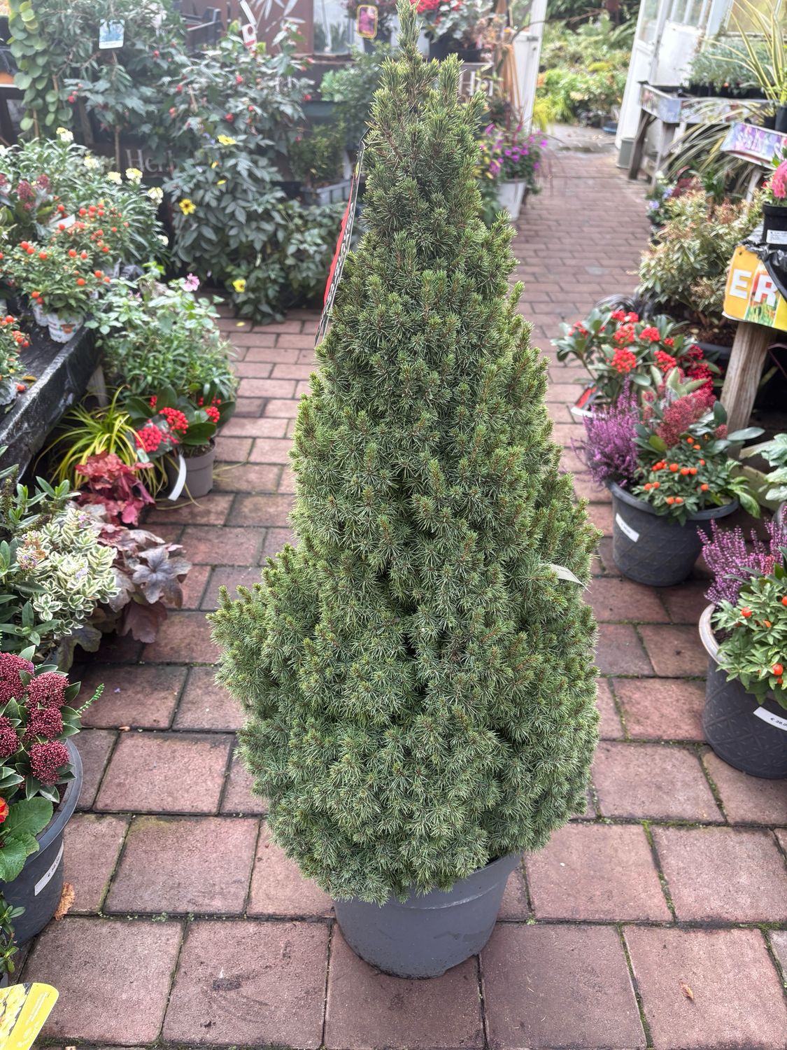 Picea Perfecta ..dwarf Christmas Tree for pots or beds. Neat and compact ..no pruning needed