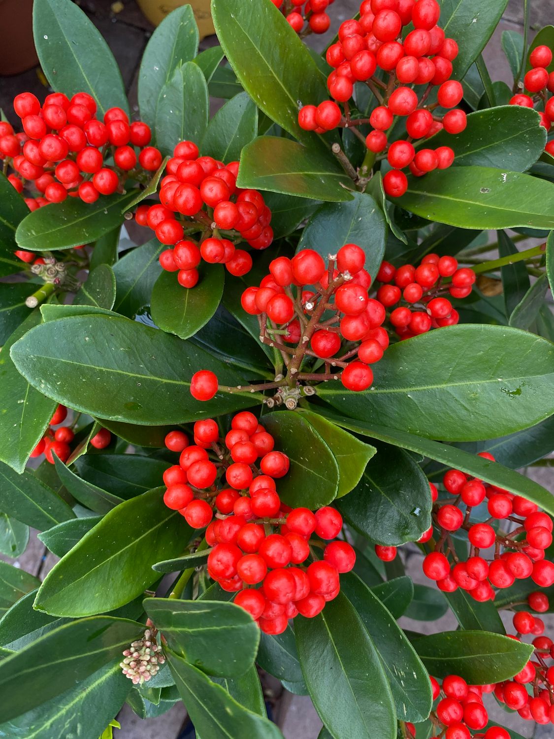 Skimmia Olympic Flame Female  XXXL