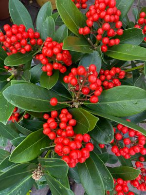 Skimmia Olympic Flame Female  XXXL