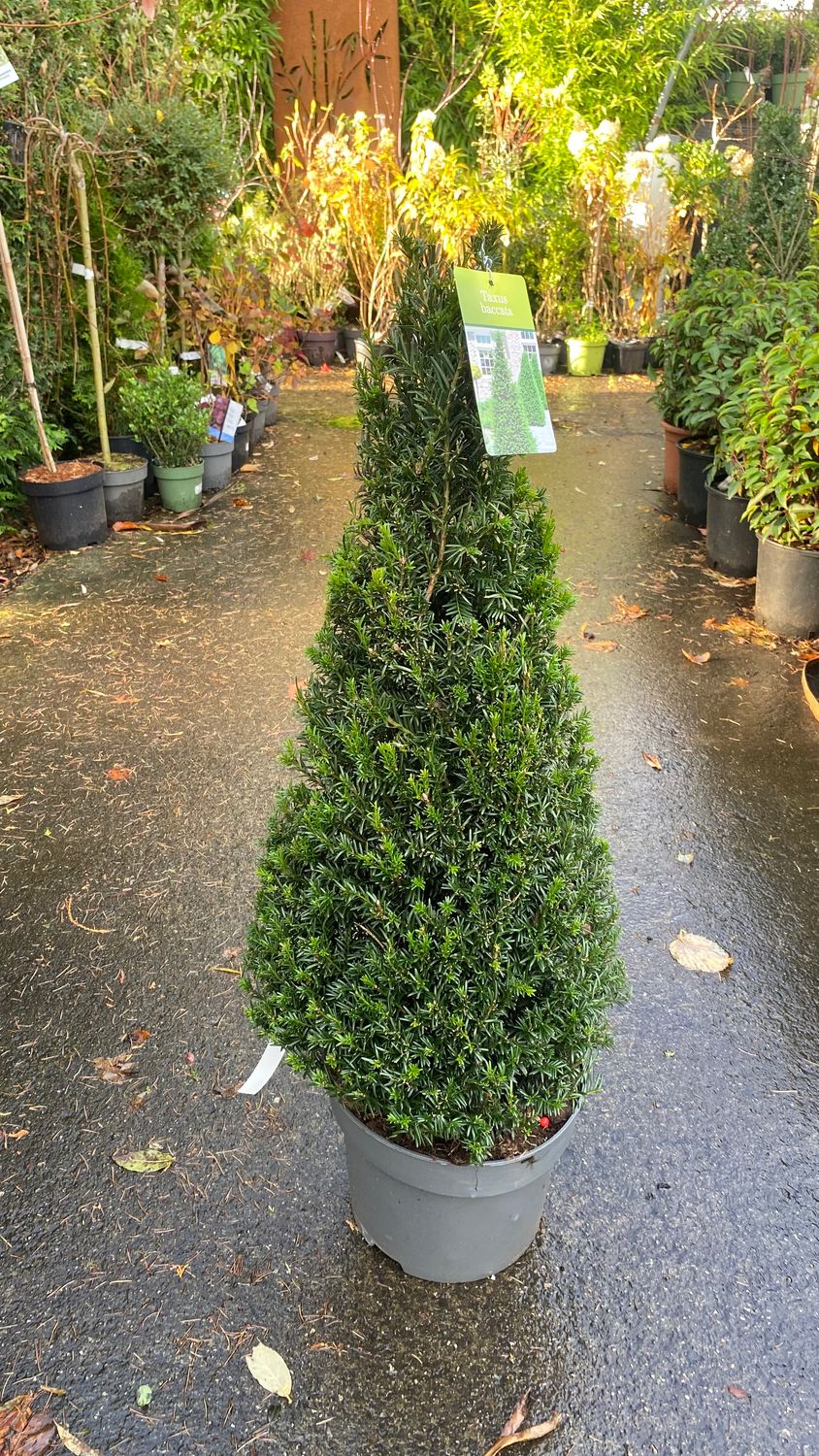 Yew Topiary Pyramid Medium size for pots or beds