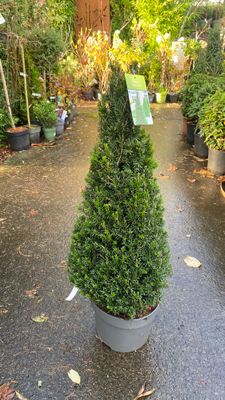 Yew Topiary Pyramid Medium size for pots or beds