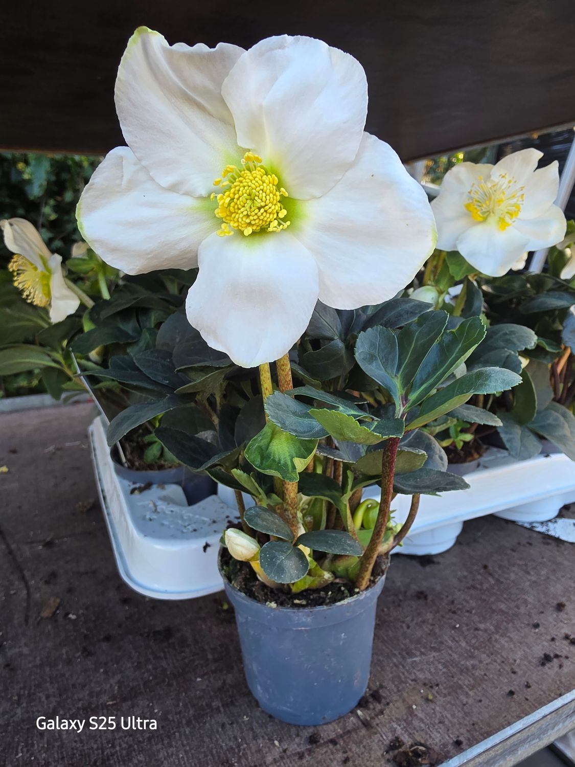 Christmas Rose Helleborus &#39;Christmas Carol&#39;  (Mini size)