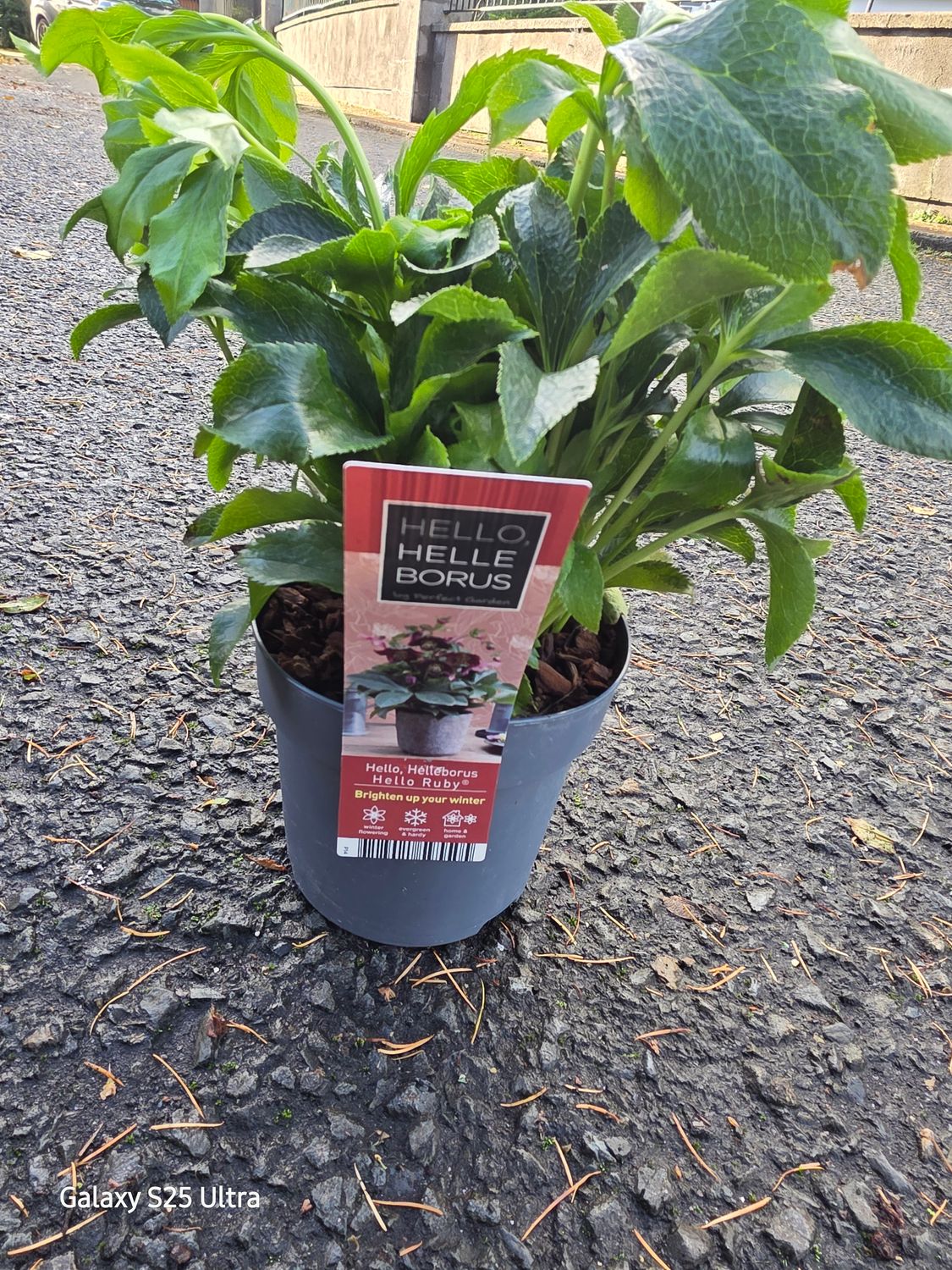 Hello Helleborus &quot;Hello Ruby&quot;