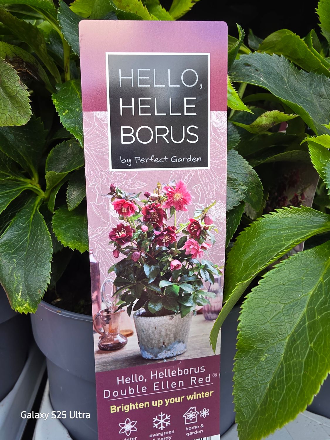 Helleborus &quot;Double Ellen Red&quot;