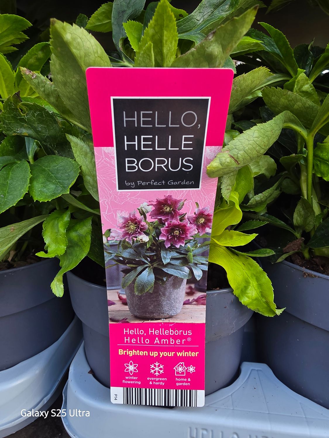 Helleborus &quot;Hello Amber&quot;