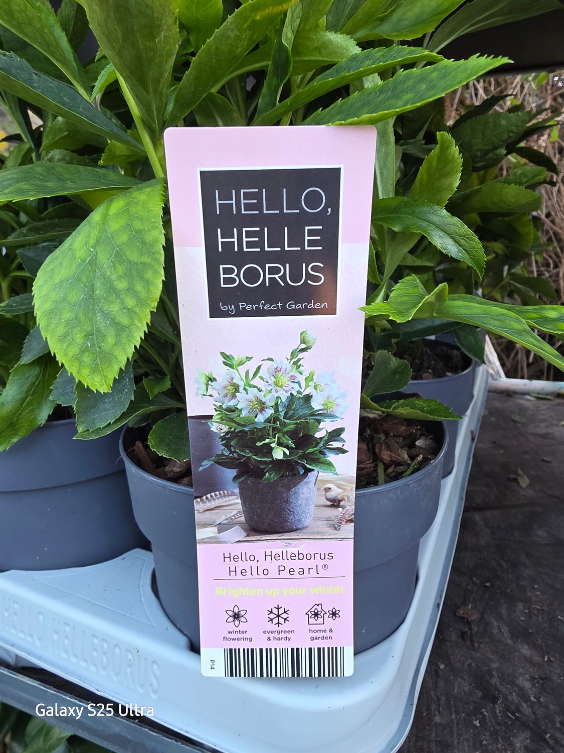 Helleborus &quot;Hello Pearl&quot;