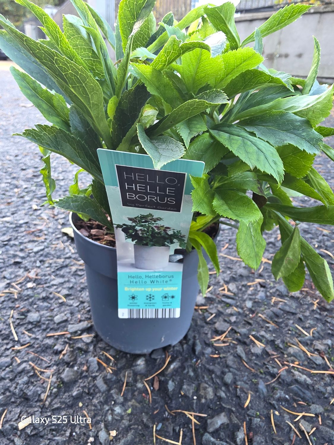 Helleborus &quot;Hello White&quot;