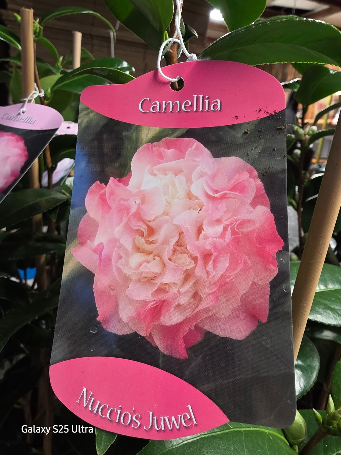 Camellia Nucios Jewel