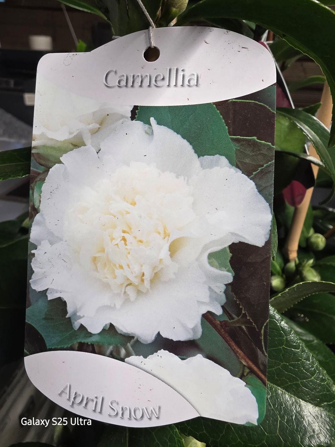 Camellia &quot;April Snow&quot;