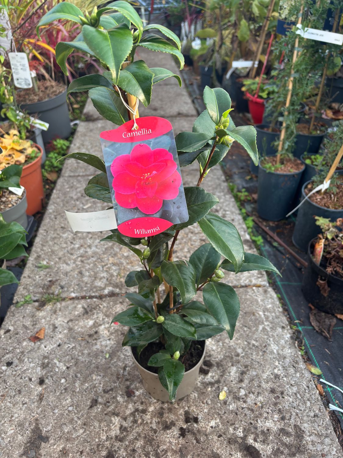 Camellia - Williamsi