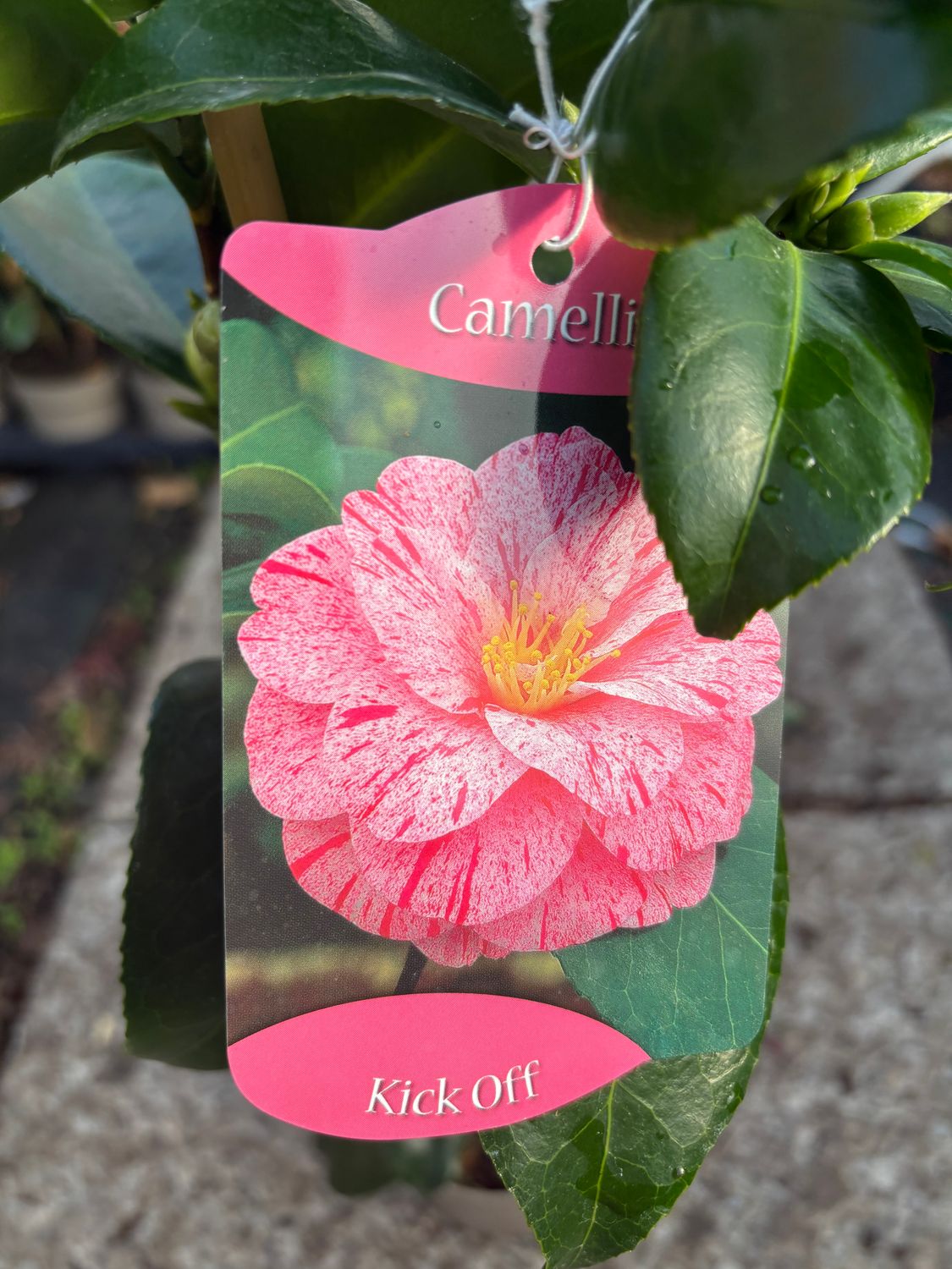 Camellia Kick Off, stunning Camellia laden with double splashed pink flowers with a hint of cream in spring. Perfect in pots or beds in a position sheltered from early morning sun