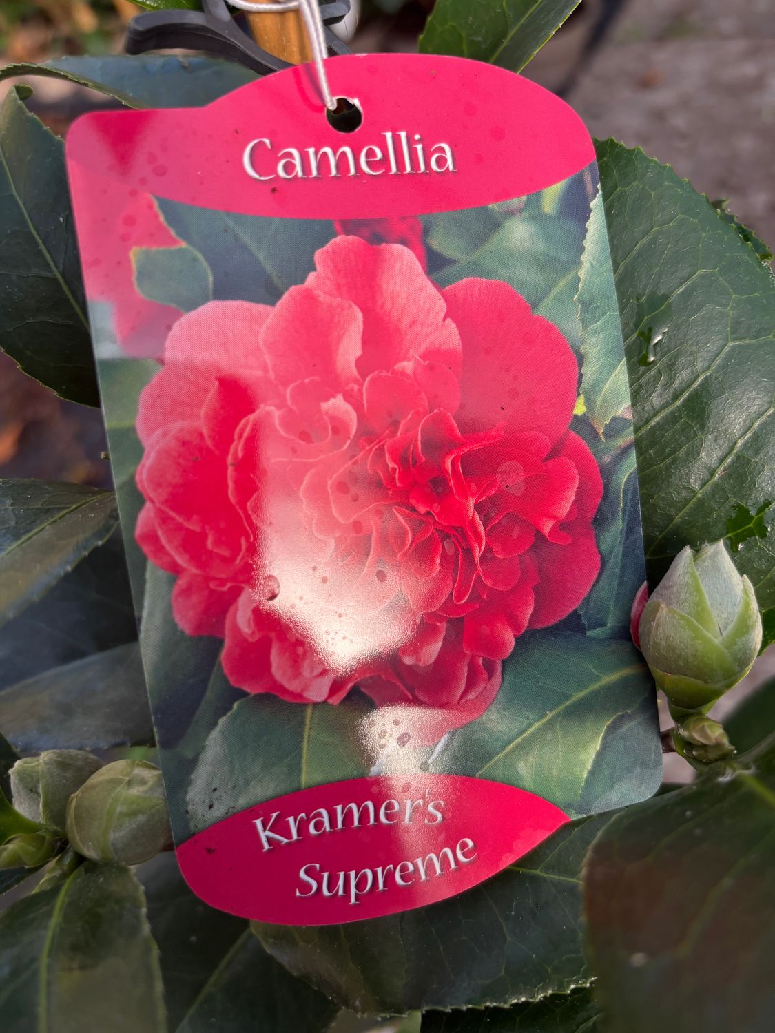Camelia Kramers Supreme CAMELLIA KRAMERS SUPREME hardy evergreen shrub with large double RED flowers in spring Perfect for pots or beds Totally winter hardy. Planting time is from now!