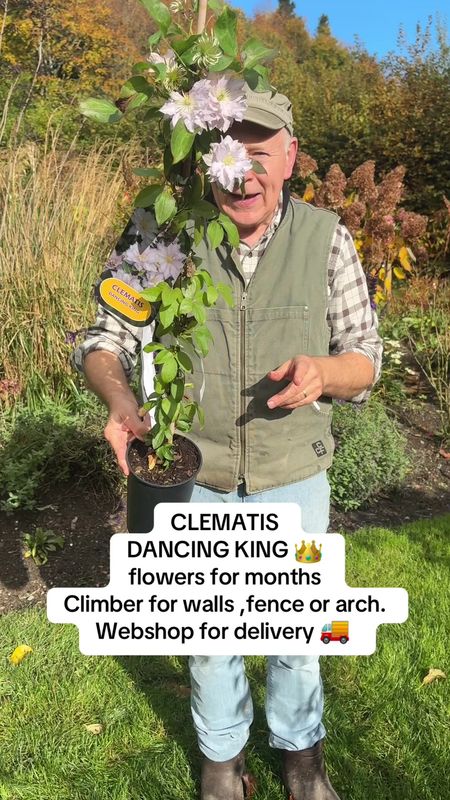 Clematis "Dancing King "