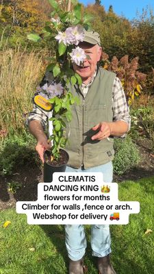 Clematis "Dancing King "