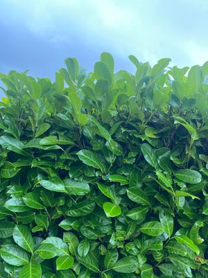 Laurel hedging