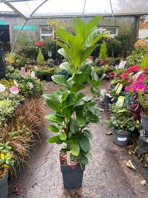 Prunus &#39;Etna&#39; - Green Laurel Hedging 3ft