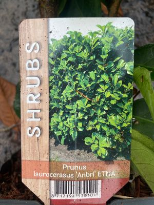 Laurel Prunus Etna Green Laurel Hedging 3ft