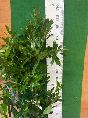 Laurel Prunus Herbergii- Dark Green Laurel Hedging (Large) 4 Ft.